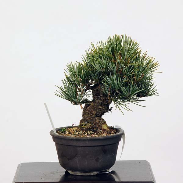 現品発送 小品盆栽：特選五葉松*現品 ごようまつ　ゴヨウマツ　Goyoumatsu 送料無料 【FK1056588243】(38500円)