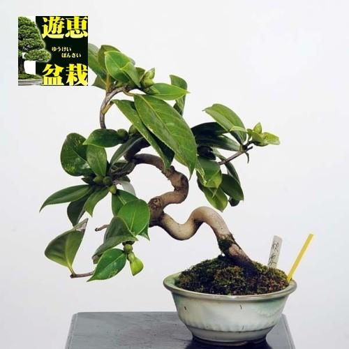 小品盆栽：椿(秋雪)【現品】*Tsubaki【送料無料】