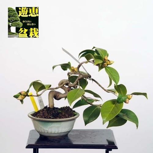 小品盆栽：椿(秋雪)【現品】*Tsubaki【送料無料】