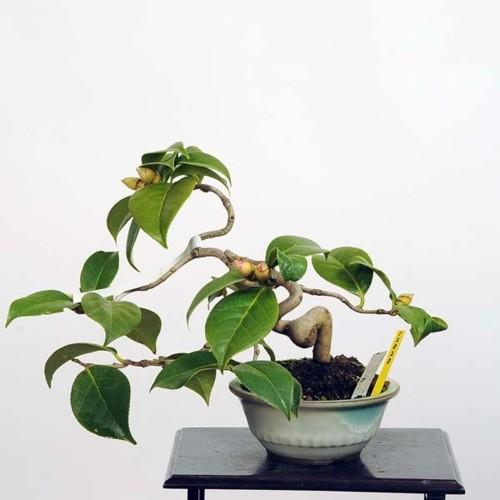 小品盆栽：椿(秋雪)【現品】*Tsubaki【送料無料】 商品情報