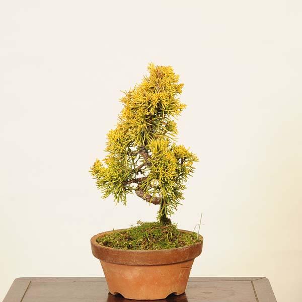 盆栽：黄金真柏 現品* しんぱく シンパク Sabina chinesis Shinpaku