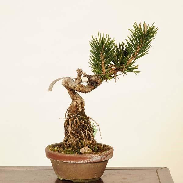 盆栽：寸梢黒松 現品*くろまつ クロマツ Pinus thunbergii Kuromatsu