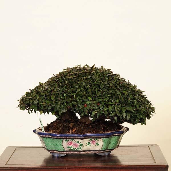 盆栽 特選：縮緬葛（チリメンカズラ） 現品* ちりめんかずら Kazura