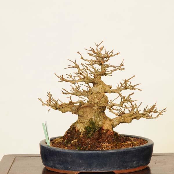 盆栽 特選：楓 現品*かえで カエデ Kaede bonsai Acer 中品盆栽 : 遊恵