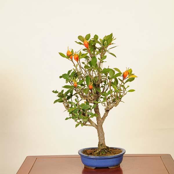 盆栽：実成梔子 *現品 くちなし クチナシ Minarikuchinashi bonsai 中