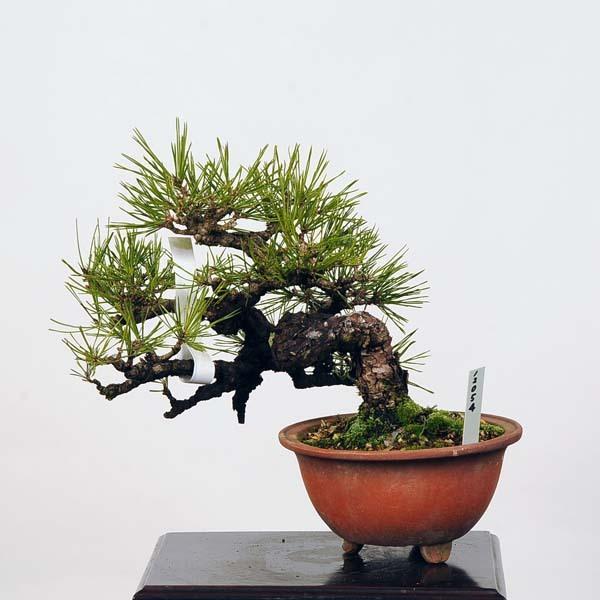 小品盆栽：赤松（アカマツ）現品*あかまつAkamatsu送料無料