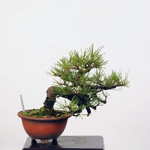 小品盆栽：赤松（アカマツ）現品*あかまつAkamatsu送料無料 アカマツ