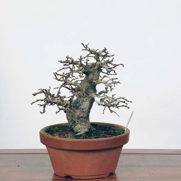 小品盆栽：いわしで　現品*イワシデ　Iwashidei送料無料