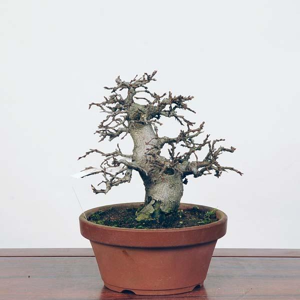 小品盆栽：いわしで　現品*イワシデ　Iwashidei送料無料 