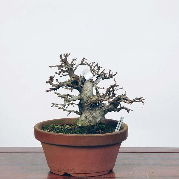 小品盆栽：いわしで　現品*イワシデ　Iwashidei送料無料