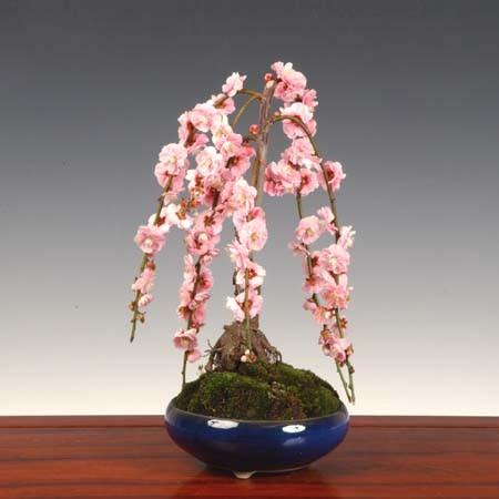 盆栽：しだれ梅 *＜2026年開花終了＞令和 万葉 集 bonsai : 遊恵盆栽