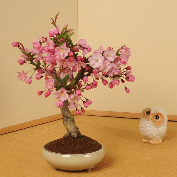 盆栽：すいしかいどう桜* (2025年春開花終了)花海棠カイドウ垂糸
