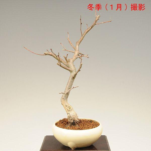 盆栽：すいしかいどう桜* (2026年春開花予定)花海棠カイドウ垂糸かい