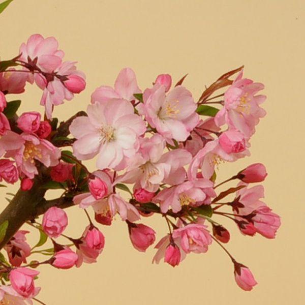 盆栽:すいしかいどう桜* (2025年春開花終了)花海棠カイドウ垂糸 盆栽:すいしかいどう桜* (2025年春開花終了)花海棠カイドウ垂糸