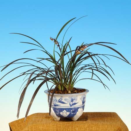 苗：山野草 黒竜ラン(鉢入り) : 遊恵盆栽 Yahoo!店 - 通販 - Yahoo