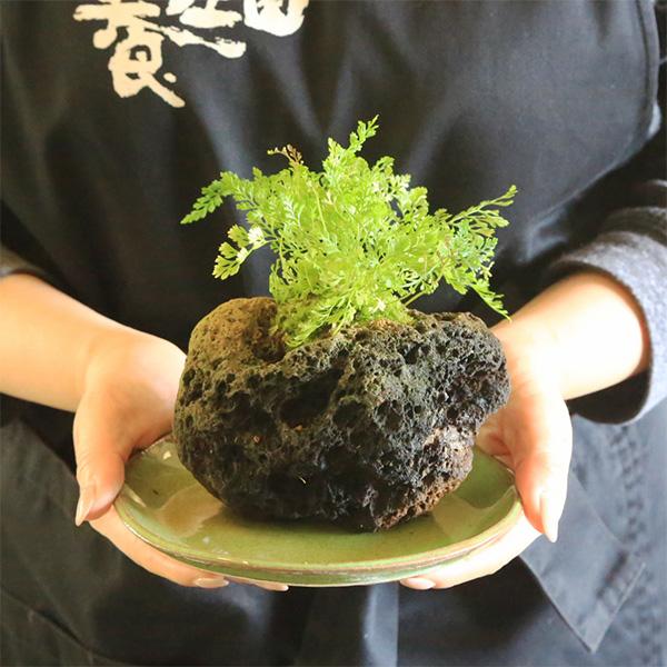 山野草：トキワシノブ石付（ゆうき祥石 受け皿付）* しのぶ夏納涼風情