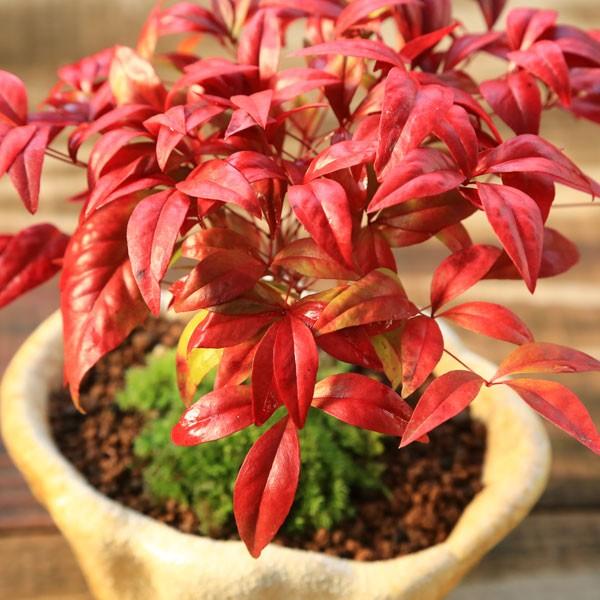 盆栽：お多福南天（五色南天）*1216 bonsai : 遊恵盆栽 Yahoo!店