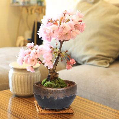 桜盆栽:旭山桜(信楽焼黒イブシ金彩小鉢)と道具セット*(まとめ 桜盆栽:旭山桜(信楽焼黒イブシ金彩小鉢)と道具セット*(まとめ