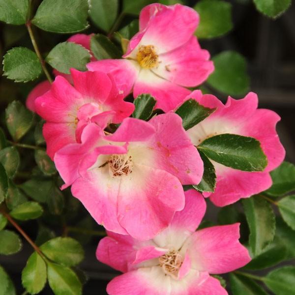 薔薇盆栽：サクラノイバラ(瀬戸焼鉢）*6月ごろに開花bonsai : 遊恵盆栽