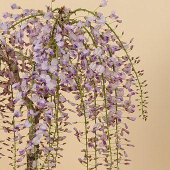 盆栽：特選極太一才藤（信楽焼黒釉丸深鉢）*藤 鉢植え 鉢花 プレゼント