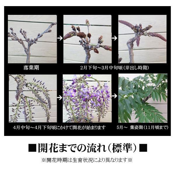 盆栽鉢　深め　丸 楽天市場】植木鉢 プラ鉢 軽量 樹脂素材 おしゃれ 13号 丸深型