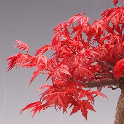 盆栽：特選極太出猩々もみじ*＜葉狩り中＞鉢が選べる 鉢植え