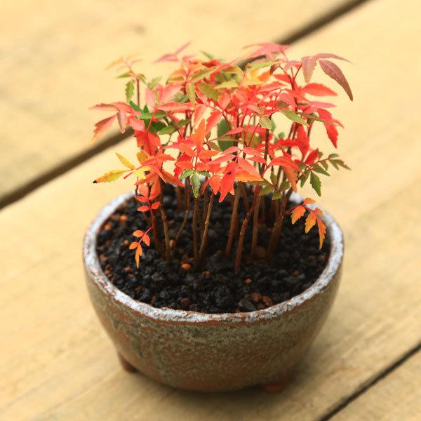 盆栽：はぜ寄せ植え*(信楽焼小鉢・富士砂)秋鉢植え紅葉bonsai : 遊恵