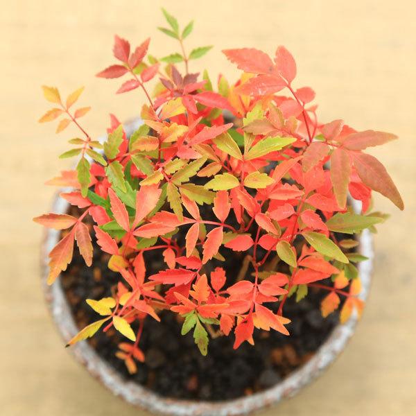 盆栽：はぜ寄せ植え*(信楽焼小鉢・富士砂)秋鉢植え紅葉bonsai : 遊恵