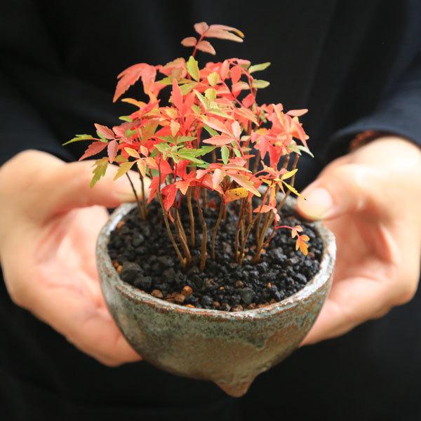 盆栽：はぜ寄せ植え*(信楽焼小鉢・富士砂)秋鉢植え紅葉bonsai : 遊恵