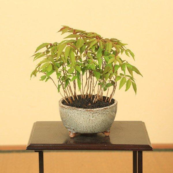 盆栽：はぜ寄せ植え*(信楽焼小鉢・富士砂)秋鉢植え紅葉bonsai : 遊恵