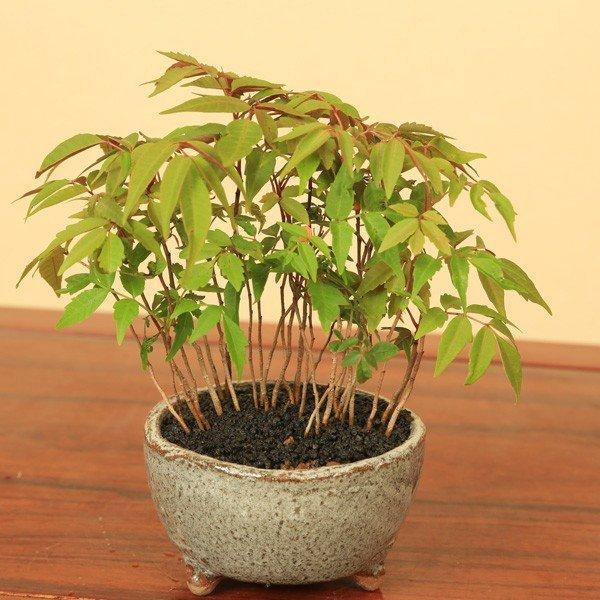 盆栽：はぜ寄せ植え*(信楽焼小鉢・富士砂)秋鉢植え紅葉bonsai : 遊恵