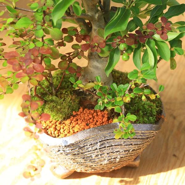 盆栽：ぷちりんご寄せ植え*寄せ植え　鉢植え　実物bonsai｜y-bonsai｜03