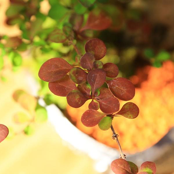 盆栽：ぷちりんご寄せ植え*寄せ植え　鉢植え　実物bonsai｜y-bonsai｜05