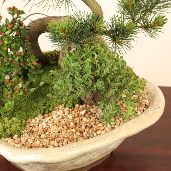 盆栽：五葉松・にれけやき寄せ植え*お誕生日 御祝 ギフト gift