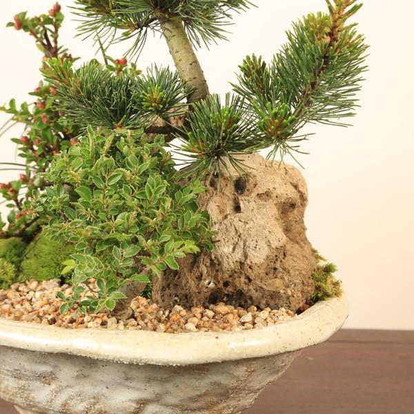 盆栽：五葉松・にれけやき寄せ植え*お誕生日 御祝 ギフト gift