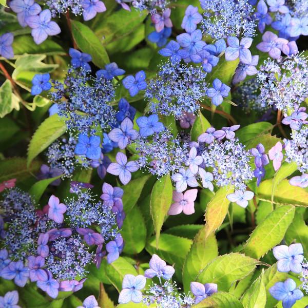 jie 紫陽花 小品盆栽：山アジサイ 七変化(信楽焼)*紫陽花bonsai : 遊恵盆栽