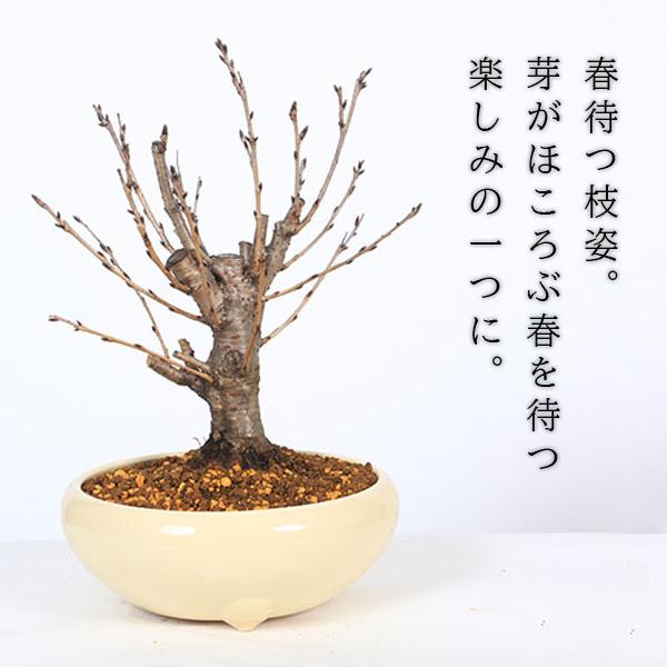 桜盆栽：特選吉野桜(大)（よしのさくら）（染井吉野）*(瀬戸焼白鉢