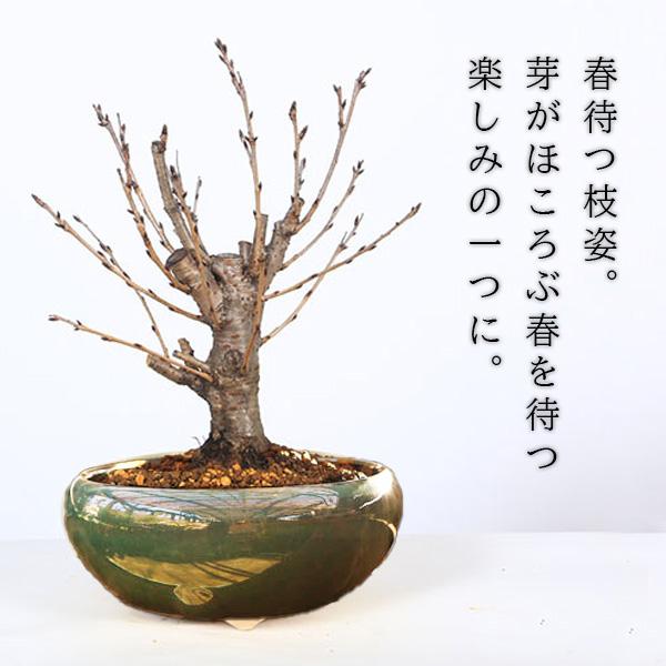 桜盆栽：特選吉野桜(大)（よしのさくら）（染井吉野）*(瀬戸焼鉄鉢