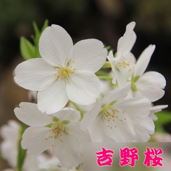 桜盆栽 特選染井吉野桜 瀬戸焼青鉢 21年春開花終了 1439 遊恵盆栽 Yahoo 店 通販 Yahoo ショッピング