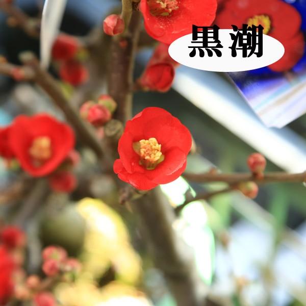 小品盆栽：花色選べる木瓜（ボケ）赤系(丹波焼小鉢)*bonsai : 遊恵盆栽