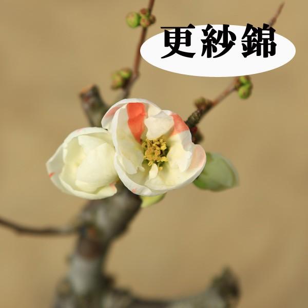 小品盆栽：花色選べる木瓜（ボケ）赤系(丹波焼小鉢)*bonsai : 遊恵盆栽