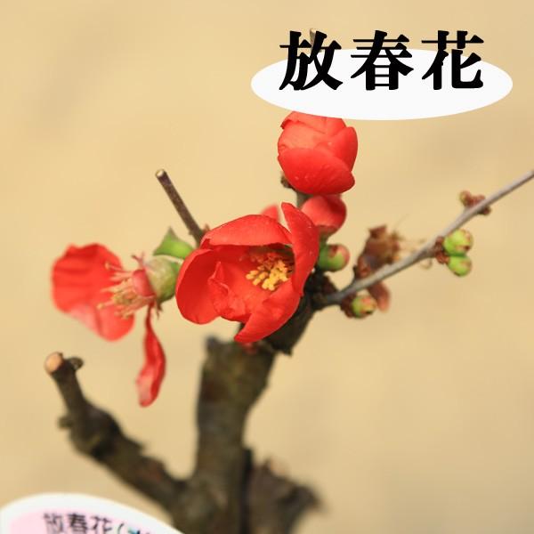 小品盆栽：花色選べる木瓜（ボケ）赤系(丹波焼小鉢)*bonsai : 遊恵盆栽