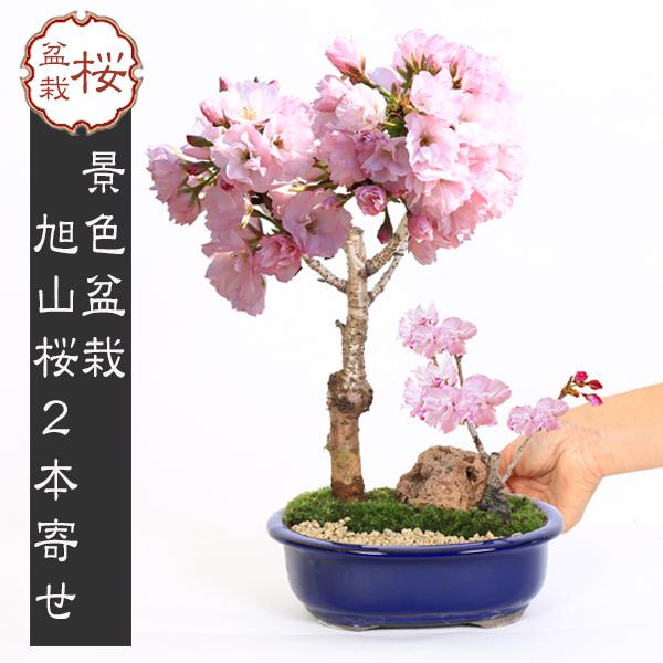 桜盆栽：旭山桜2本寄せ＜瀬戸焼楕円青鉢＞*石と苔と砂付き (2026年
