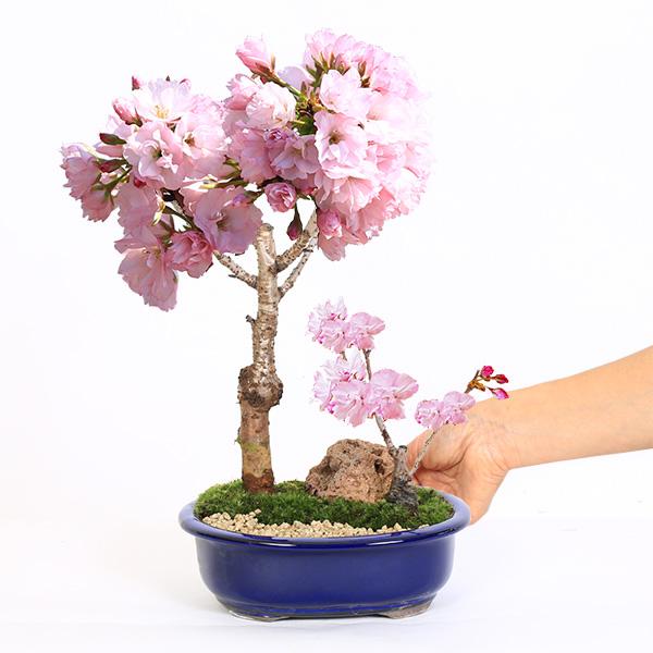 桜盆栽:旭山桜2本寄せ<瀬戸焼楕円青鉢>*石と苔と砂付き 桜盆栽:旭山桜2本寄せ<瀬戸焼楕円青鉢>*石と苔と砂付き