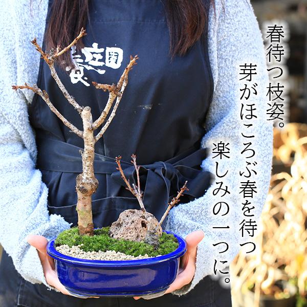 桜盆栽:旭山桜2本寄せ<瀬戸焼楕円青鉢>*石と苔と砂付き 桜盆栽:旭山桜2本寄せ<瀬戸焼楕円青鉢>*石と苔と砂付き