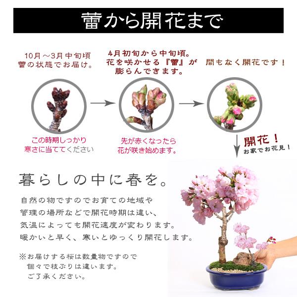 桜盆栽：旭山桜2本寄せ＜瀬戸焼楕円青鉢＞*石と苔と砂付き (2026年