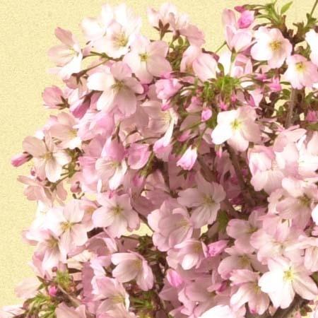 豪華寄植桜盆栽：藤・御殿場寄せ植え(白丸陶器鉢)* (2024年春開花予定