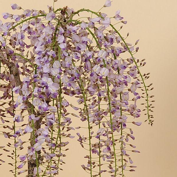 豪華寄植桜盆栽：藤・御殿場寄せ植え(白丸陶器鉢)* (2024年春開花予定