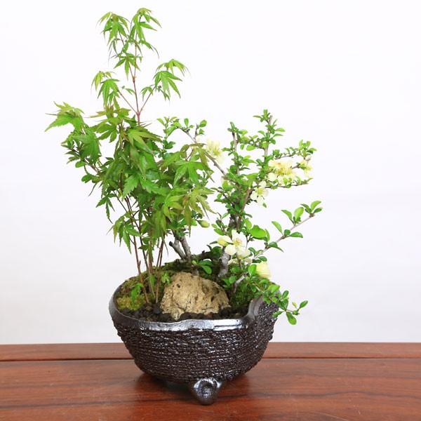 優れた品質 本物保証! 豪華寄植盆栽：山もみじ 白花長寿梅寄せ植え bonsai 信楽鉢