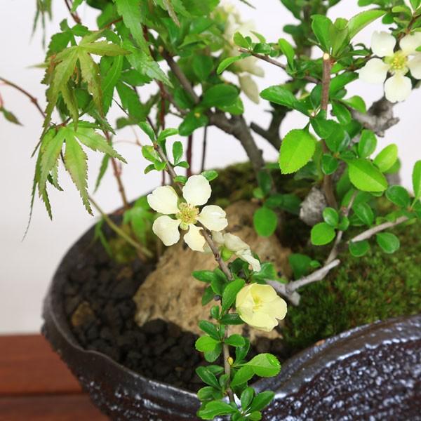 豪華寄植盆栽：山もみじ・白花長寿梅寄せ植え(信楽鉢)*bonsai : 遊恵